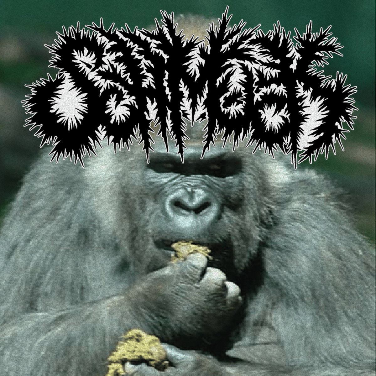 SCHMUCK SCHMUCK